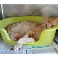 Foto dell\'animale gatto - Matr. 2019/1308 - Microchip 380260043644259