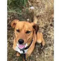 Foto dell\'animale cane - Matr. 2017/0951 - Microchip 380260043309757