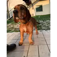 Foto dell\'animale cane - Matr. 2019/0362 - Microchip 380260043634009