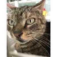Foto dell\'animale gatto - Matr. 2019/1310 - Microchip 380260043643079