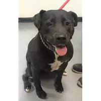 Foto dell\'animale cane - Matr. 2019/1311 - Microchip 380260043680599