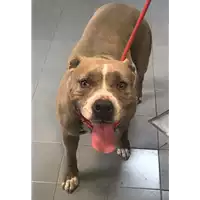 Foto dell\'animale cane - Matr. 2019/1312 - Microchip 380260043680519