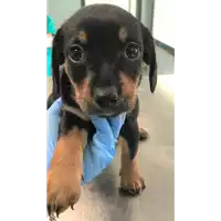 Foto dell\'animale cane - Matr. 2019/1316 - Microchip 380260043680472