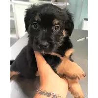 Foto dell\'animale cane - Matr. 2019/1317 - Microchip 380260043686677