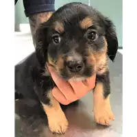Foto dell\'animale cane - Matr. 2019/1318 - Microchip 380260043680613