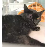 Foto dell\'animale gatto - Matr. 2019/1315 - Microchip 380260043680468