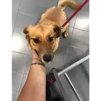 Foto dell\'animale cane - Matr. 2019/1319 - Microchip 380260101388709