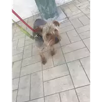 Foto dell\'animale cane - Matr. 2019/1320 - Microchip 380260042299095