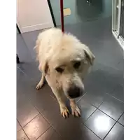 Foto dell\'animale cane - Matr. 2019/1323 - Microchip 380260043848610