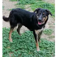 Foto dell\'animale cane - Matr. 2019/1324 - Microchip 380260043686880