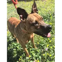 Foto dell\'animale cane - Matr. 2019/1325 - Microchip 380260043680469