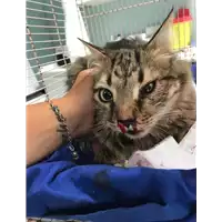 Foto dell\'animale gatto - Matr. 2019/1327 - Microchip 380260043680595