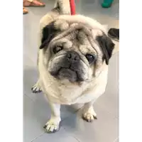 Foto dell\'animale cane - Matr. 2019/1326 - Microchip 985120008893185