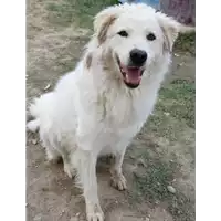 Foto dell\'animale cane - Matr. 2016/1905 - Microchip 380260042789724