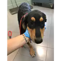 Foto dell\'animale cane - Matr. 2019/1328 - Microchip 380260043641588