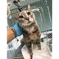Foto dell\'animale gatto - Matr. 2019/1122 - Microchip 380260043681129
