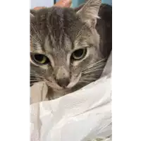 Foto dell\'animale gatto - Matr. 2019/1333 - Microchip 380260043680960