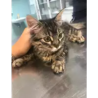 Foto dell\'animale gatto - Matr. 2019/1334 - Microchip 380260043848169