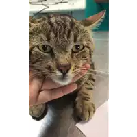 Foto dell\'animale gatto - Matr. 2019/1336 - Microchip 380260043623952