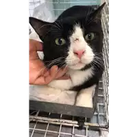 Foto dell\'animale gatto - Matr. 2019/1337 - Microchip 380260043849102