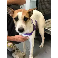 Foto dell\'animale cane - Matr. 2019/1338 - Microchip 380260043640219