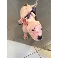 Foto dell\'animale cane - Matr. 2019/1339 - Microchip 380260043624154