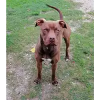 Foto dell\'animale cane - Matr. 2019/1340 - Microchip 380260043843872