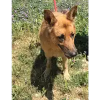 Foto dell\'animale cane - Matr. 2019/1342 - Microchip 380260000432851