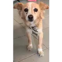 Foto dell\'animale cane - Matr. 2019/1343 - Microchip 981100000770881