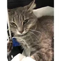 Foto dell\'animale gatto - Matr. 2019/1347 - Microchip 380260043848416
