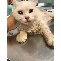 Foto dell\'animale gatto - Matr. 2019/1349 - Microchip 380260043854131