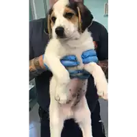 Foto dell\'animale cane - Matr. 2019/1351 - Microchip 380260043854423