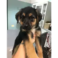 Foto dell\'animale cane - Matr. 2019/1352 - Microchip 380260043853933