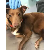 Foto dell\'animale cane - Matr. 2019/1355 - Microchip 380260043640437