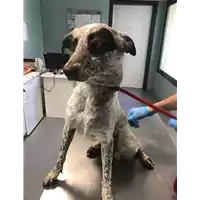 Foto dell\'animale cane - Matr. 2019/1354 - Microchip 380260043854442