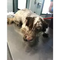 Foto dell\'animale cane - Matr. 2019/1353 - Microchip 380260043854521