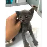 Foto dell\'animale gatto - Matr. 2019/1360 - Microchip 380260043681035