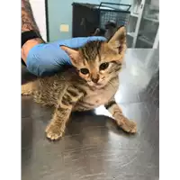 Foto dell\'animale gatto - Matr. 2019/1356 - Microchip 380260043853904