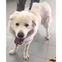 Foto dell\'animale cane - Matr. 2017/0210 - Microchip 380260042879117