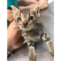 Foto dell\'animale gatto - Matr. 2019/1358 - Microchip 380260043643014