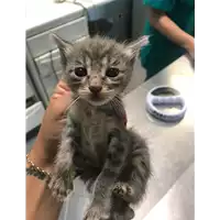 Foto dell\'animale gatto - Matr. 2019/1363 - Microchip 380260043639799