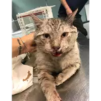 Foto dell\'animale gatto - Matr. 2019/1368 - Microchip 380260043686915