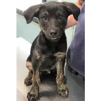 Foto dell\'animale cane - Matr. 2019/1369 - Microchip 380260043681043