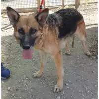 Foto dell\'animale cane - Matr. 2019/1371 - Microchip 380260100732328