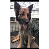Foto dell\'animale cane - Matr. 2019/1370 - Microchip 380260100733550