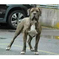 Foto dell\'animale cane - Matr. 2018/2517 - Microchip 380260042107348
