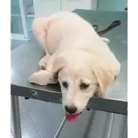 Foto dell\'animale cane - Matr. 2019/1373 - Microchip 380260043681202