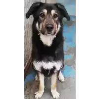 Foto dell\'animale cane - Matr. 2019/1372 - Microchip 380260001909030