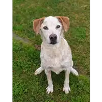 Foto dell\'animale cane - Matr. 2019/1376 - Microchip 380260043686900