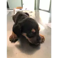 Foto dell\'animale cane - Matr. 2019/1381 - Microchip 380260043640255